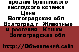 продам британского вислоухого котенка › Цена ­ 2 700 - Волгоградская обл., Волгоград г. Животные и растения » Кошки   . Волгоградская обл.